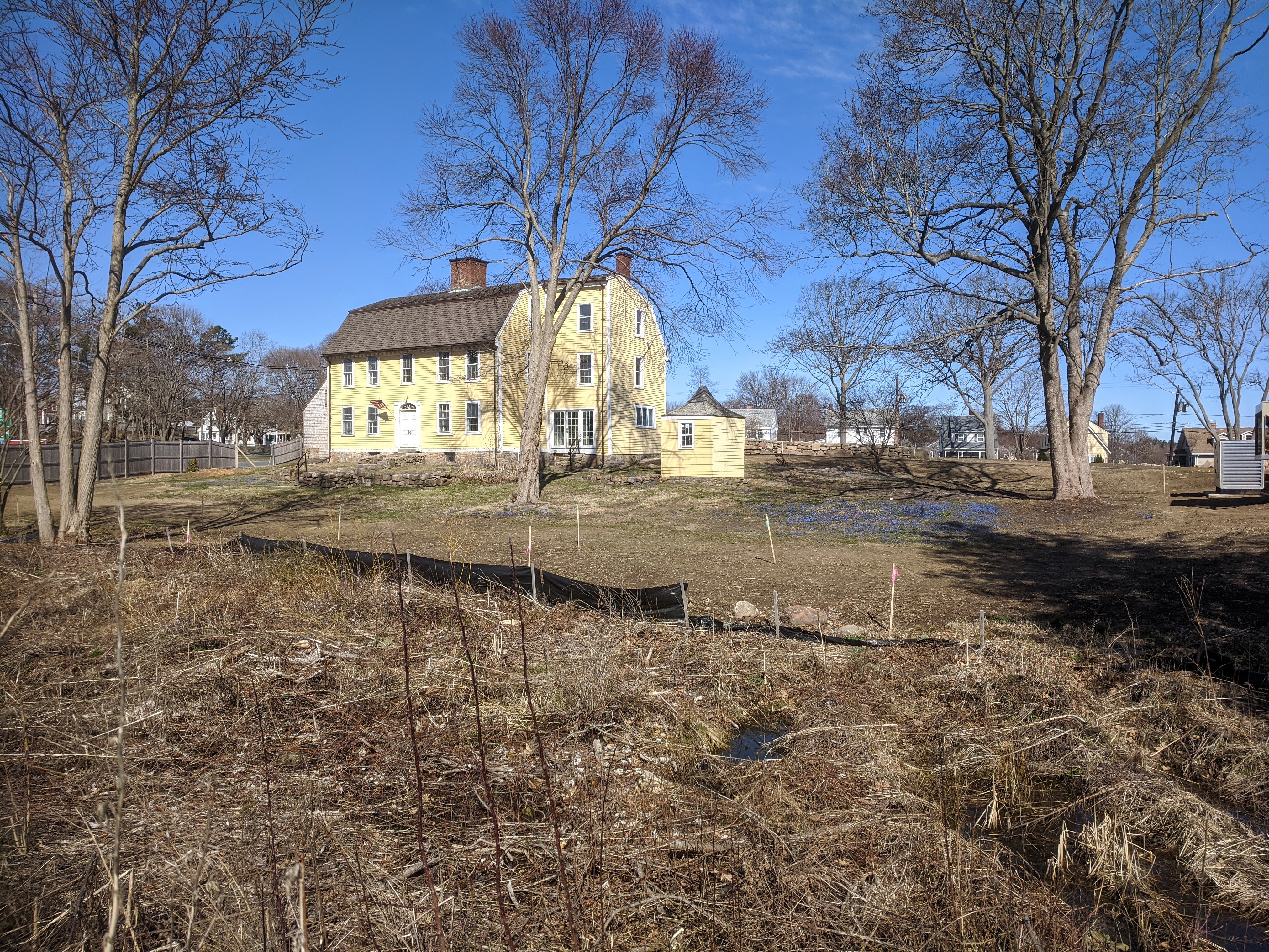 patches of scilla blooms springing up_ Cape Ann Museum Green and Collections Center_ view with Babson-Alling House 27 March 2020 ©c ryan (2)