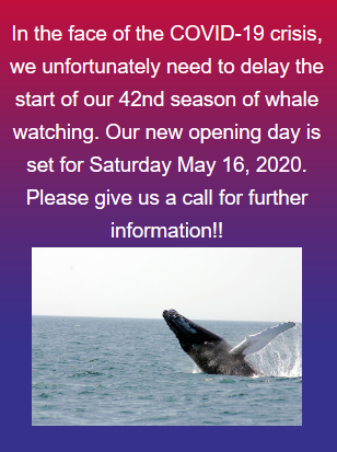 Screenshot_2020-03-31 https www seethewhales com