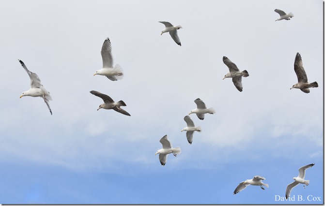 2020 3 14 A Day Wandering 232