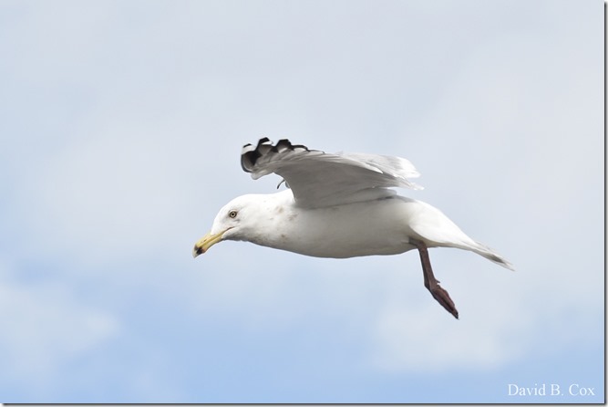 2020 3 14 A Day Wandering 263