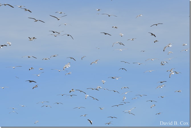 2020 3 14 A Day Wandering 270