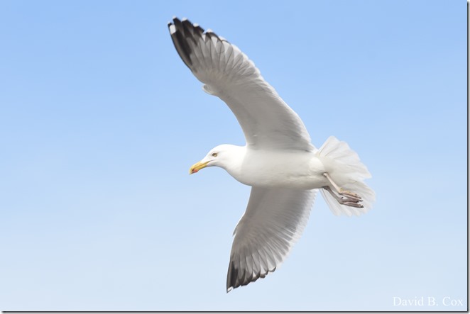 2020 3 14 A Day Wandering 273