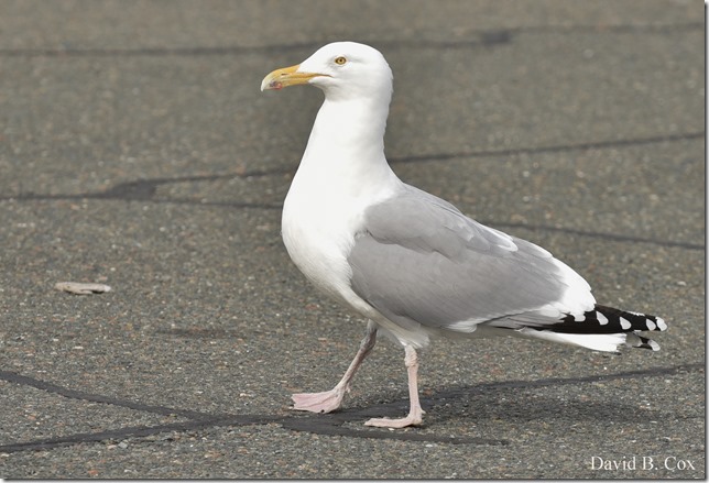 2020 3 14 A Day Wandering 314