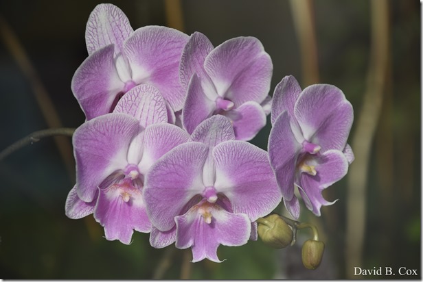 2020 3 14 A Day Wandering 324