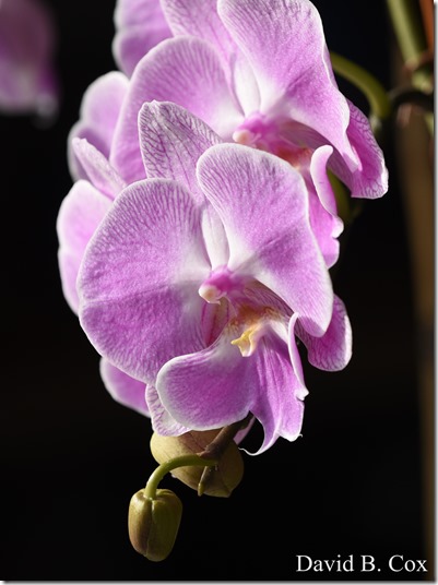 2020 3 14 A Day Wandering 333