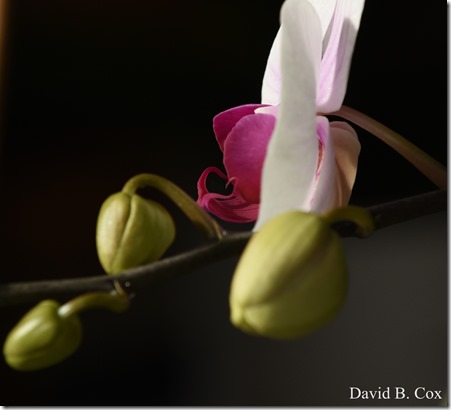 2020 3 14 A Day Wandering 334