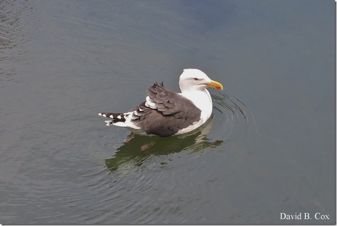 2020 4 19 Very Misc Several Days 036