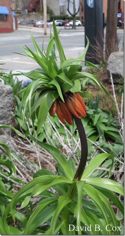 2020 4 19 Very Misc Several Days 052