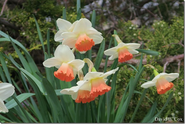 2020 4 19 Very Misc Several Days 057