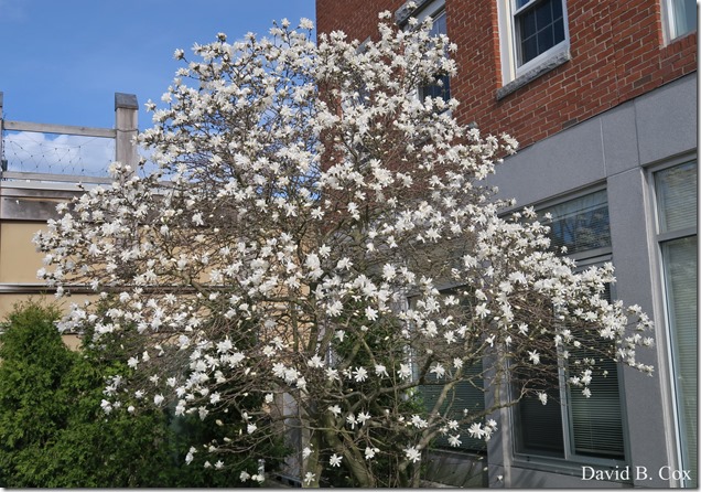 2020 4 19 Very Misc Several Days 067