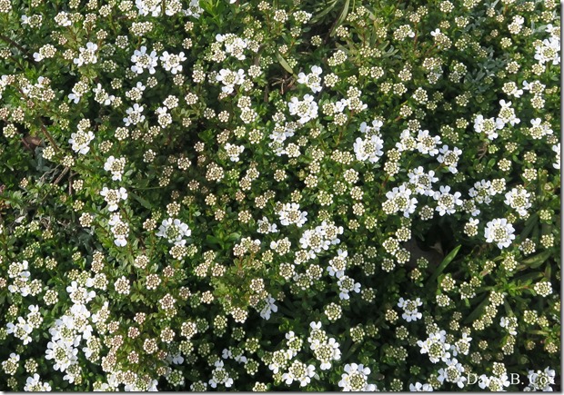 2020 4 19 Very Misc Several Days 068