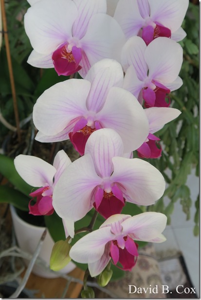 2020 4 19 Very Misc Several Days 086