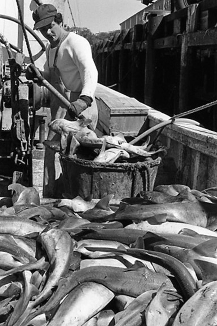 forking fish (1).JPG