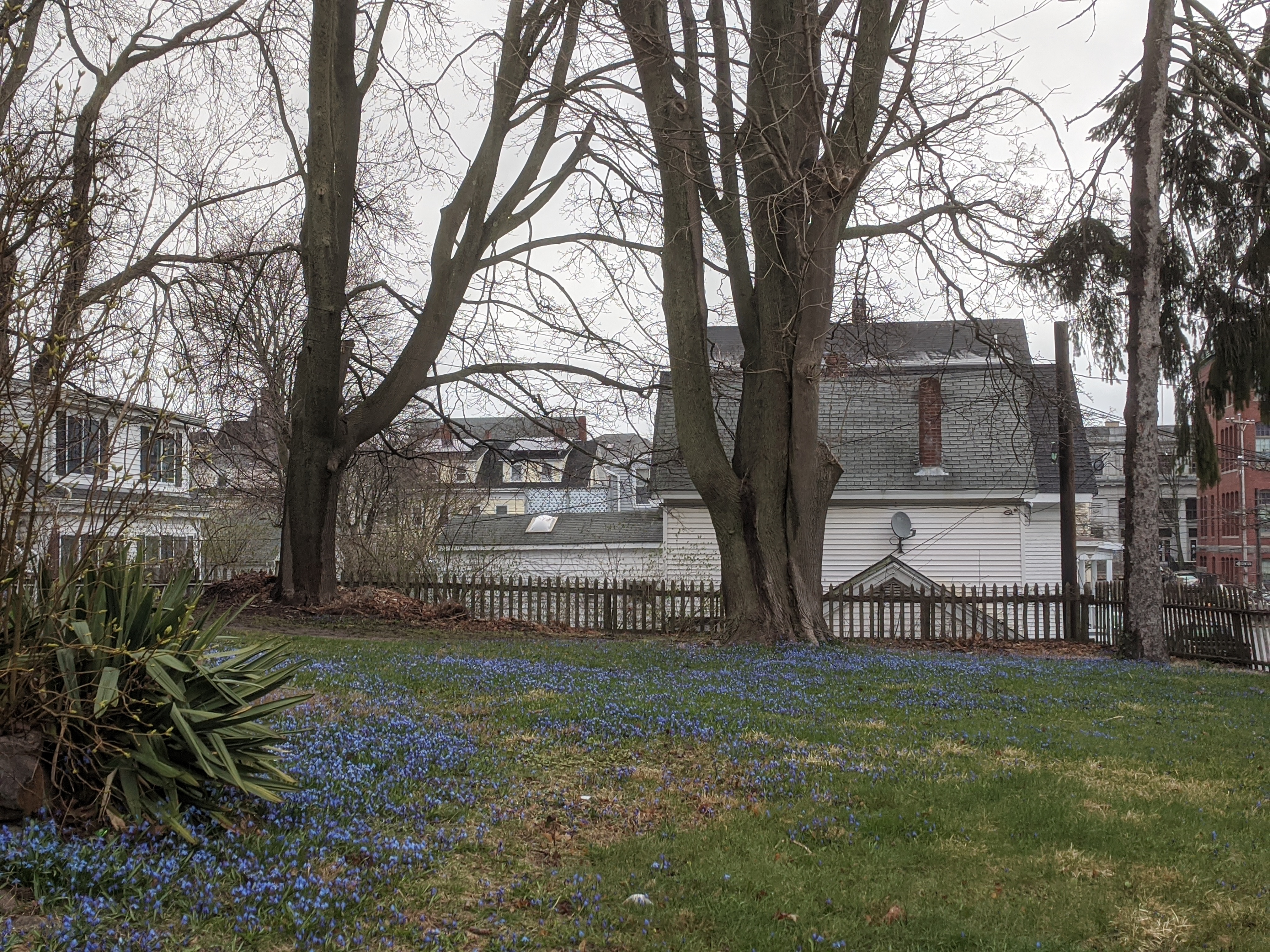 looking for color on dreary day_20200402_©c ryan