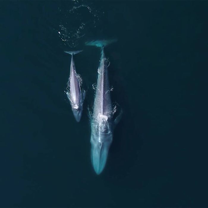 OA light up the night