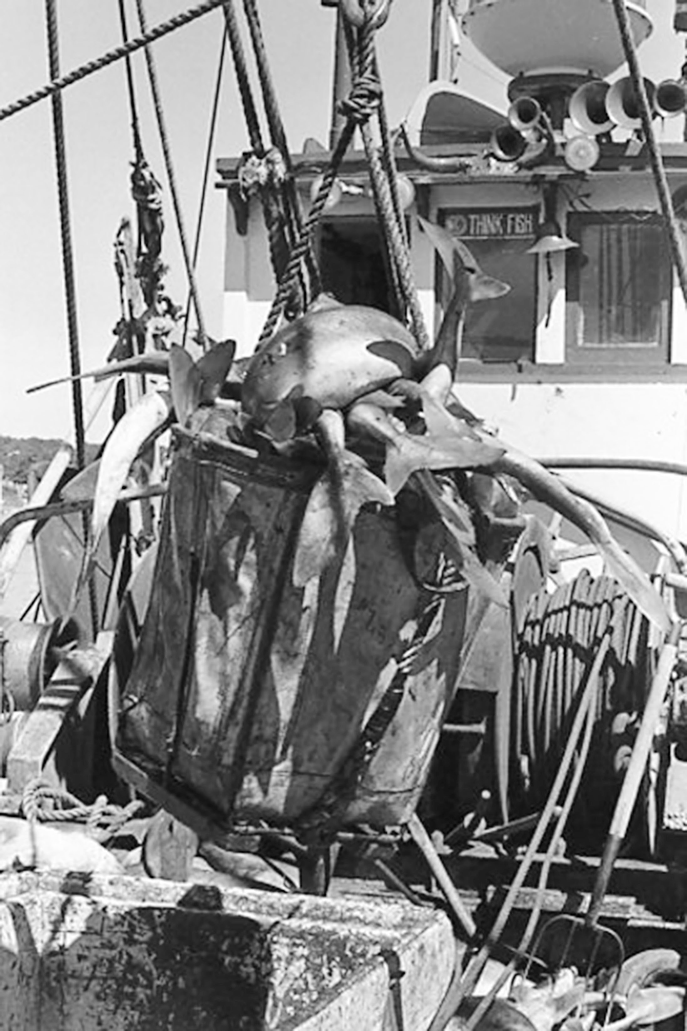 think fish bucket.JPG