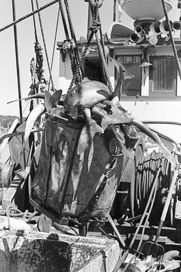 think fish bucket.JPG