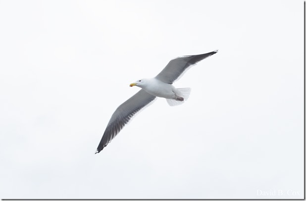 2020 5 13 Tulips at Blvd 004