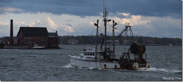 2020 5 13 Tulips at Blvd 005