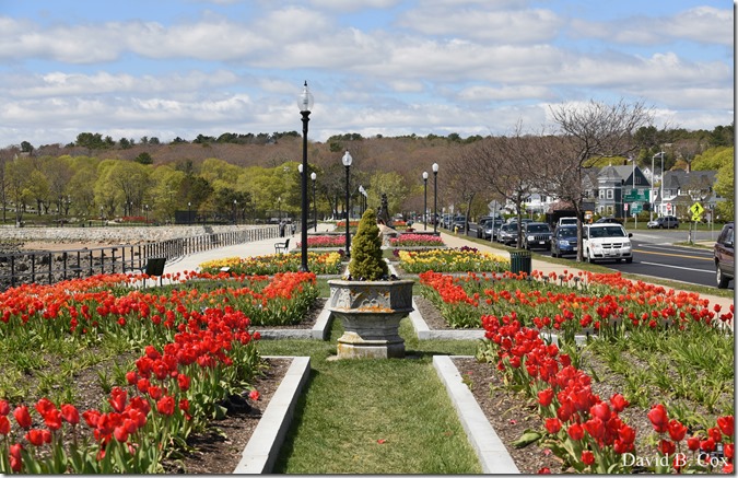 2020 5 13 Tulips at Blvd 008
