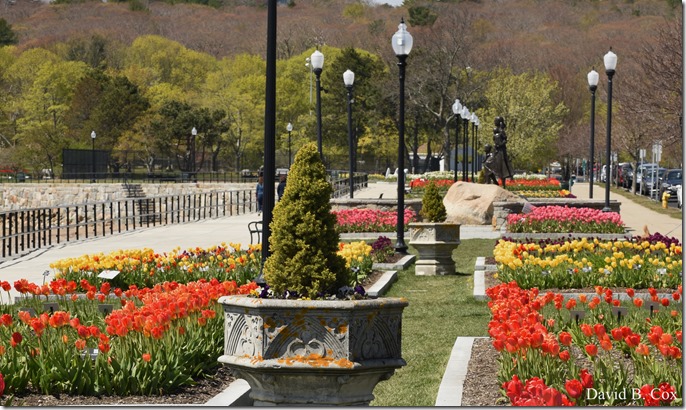 2020 5 13 Tulips at Blvd 012