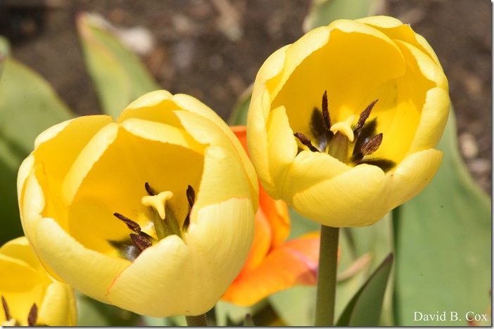 2020 5 13 Tulips at Blvd 033