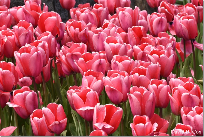 2020 5 13 Tulips at Blvd 036