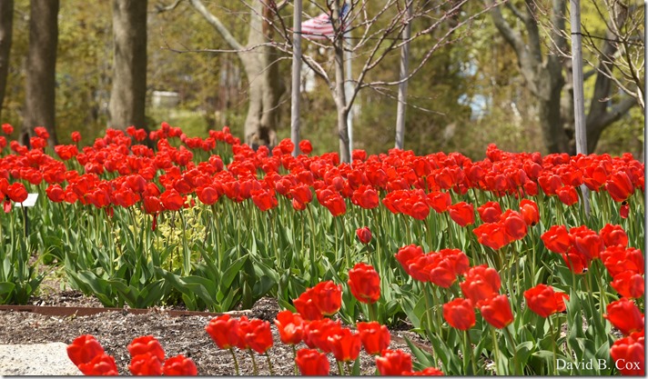 2020 5 13 Tulips at Blvd 045