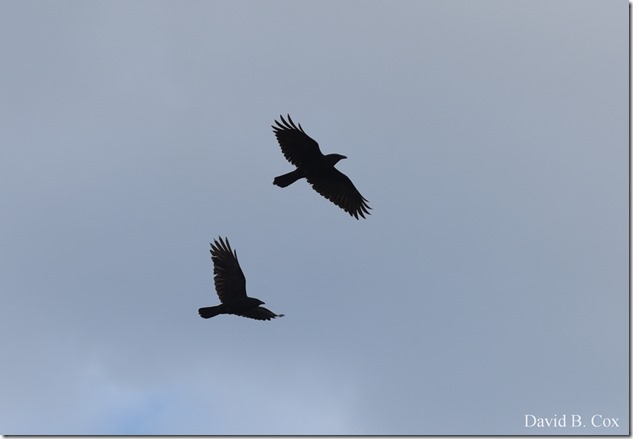 2020 5 13 Tulips at Blvd 068