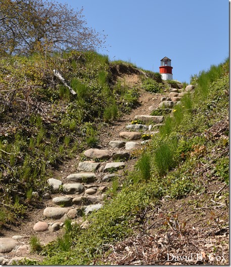 2020 5 13 Tulips at Blvd 123