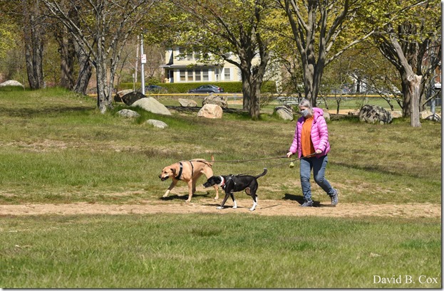 2020 5 13 Tulips at Blvd 133