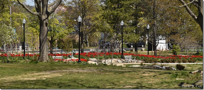 2020 5 13 Tulips at Blvd 139