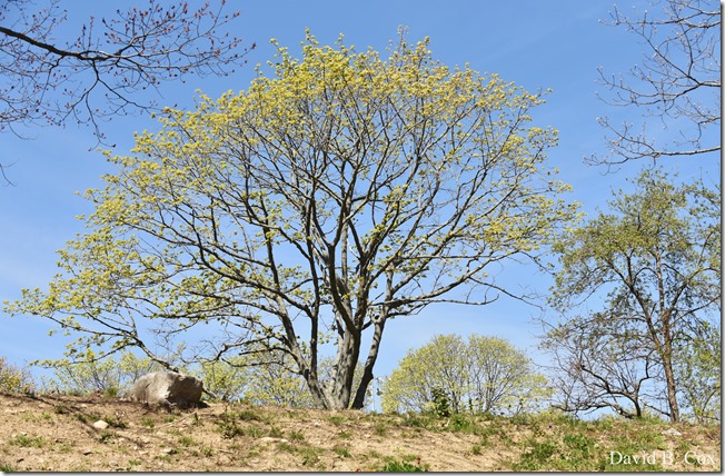 2020 5 14 Blvd. Again 050