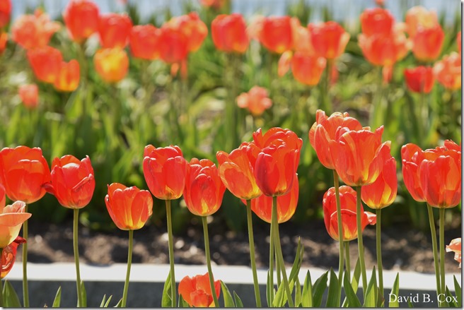 2020 5 16 Walking the Blvd Again 007