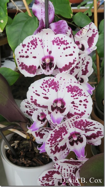 2020 5 18 Cannon Several Days 036