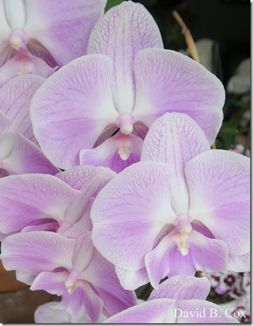 2020 5 18 Cannon Several Days 038