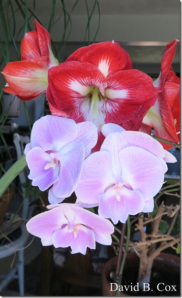 2020 5 2 cannon misc Blvd fog 037