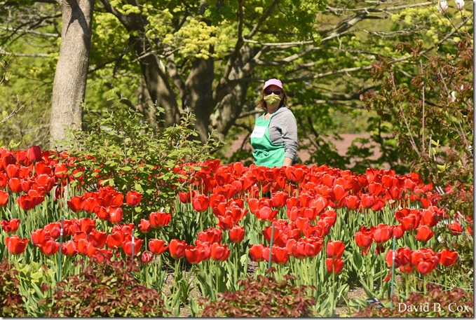 2020 5 21 Walks Boulevard D750 038