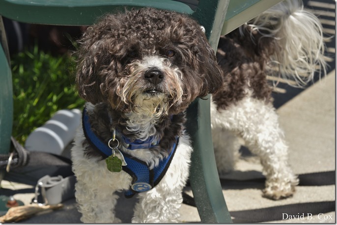 2020 5 21 Walks Boulevard D750 042