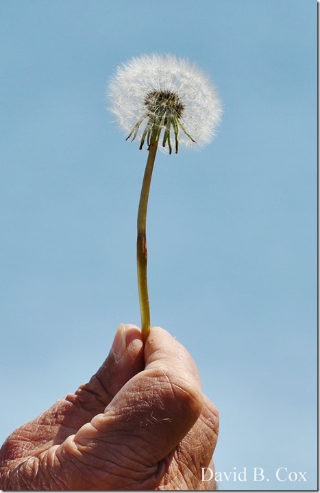 2020 5 21 Walks Boulevard D750 113 (2)