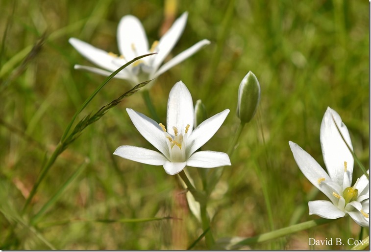 2020 5 21 Walks Boulevard D750 129