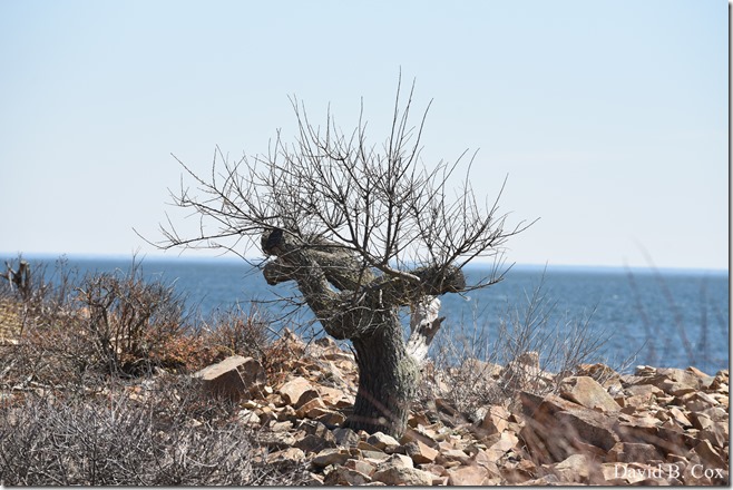 2020 5 5 Back shore Walks 116