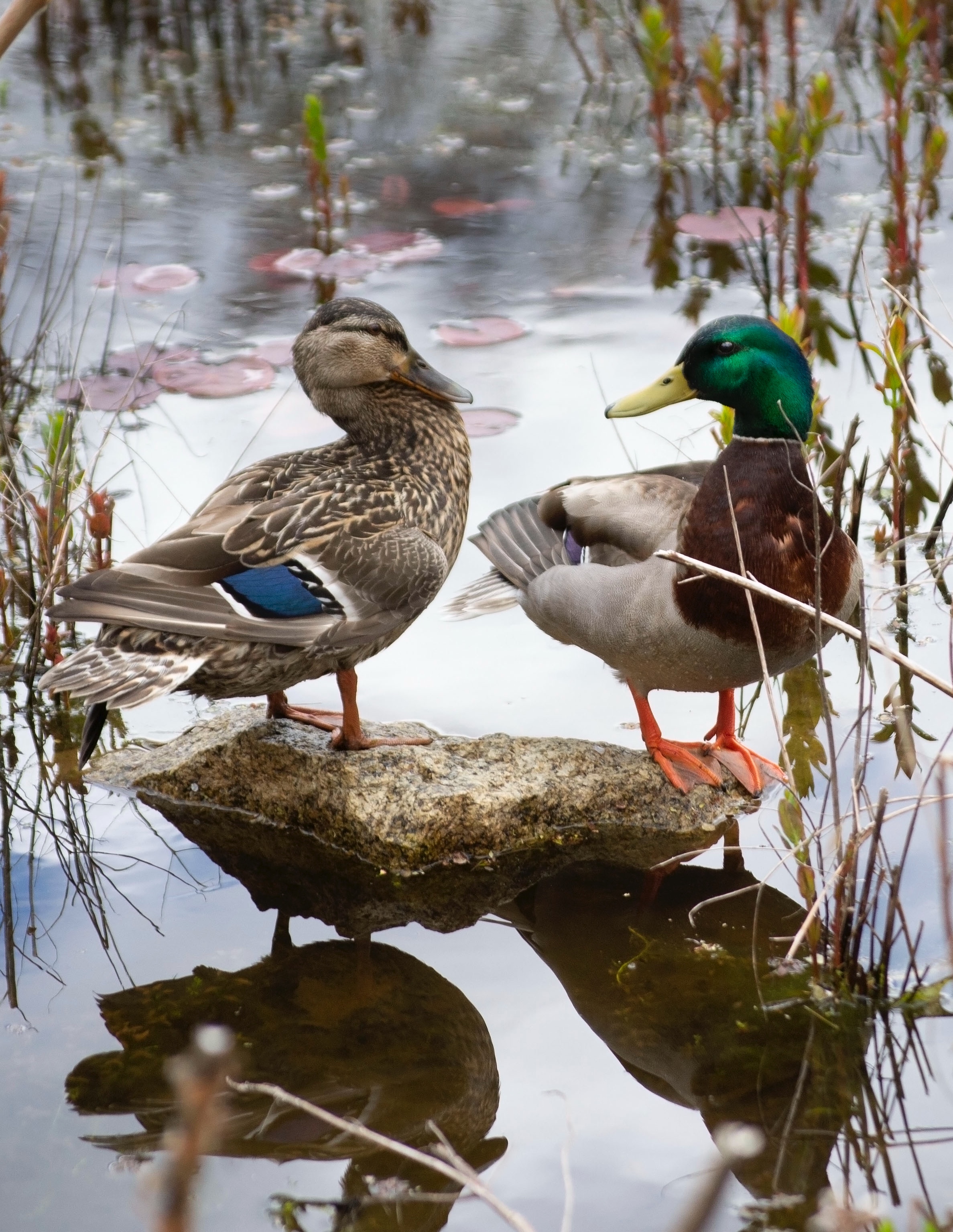 duck 4 mr and mrs looking each other.jpg