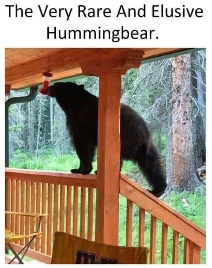 hummingbear