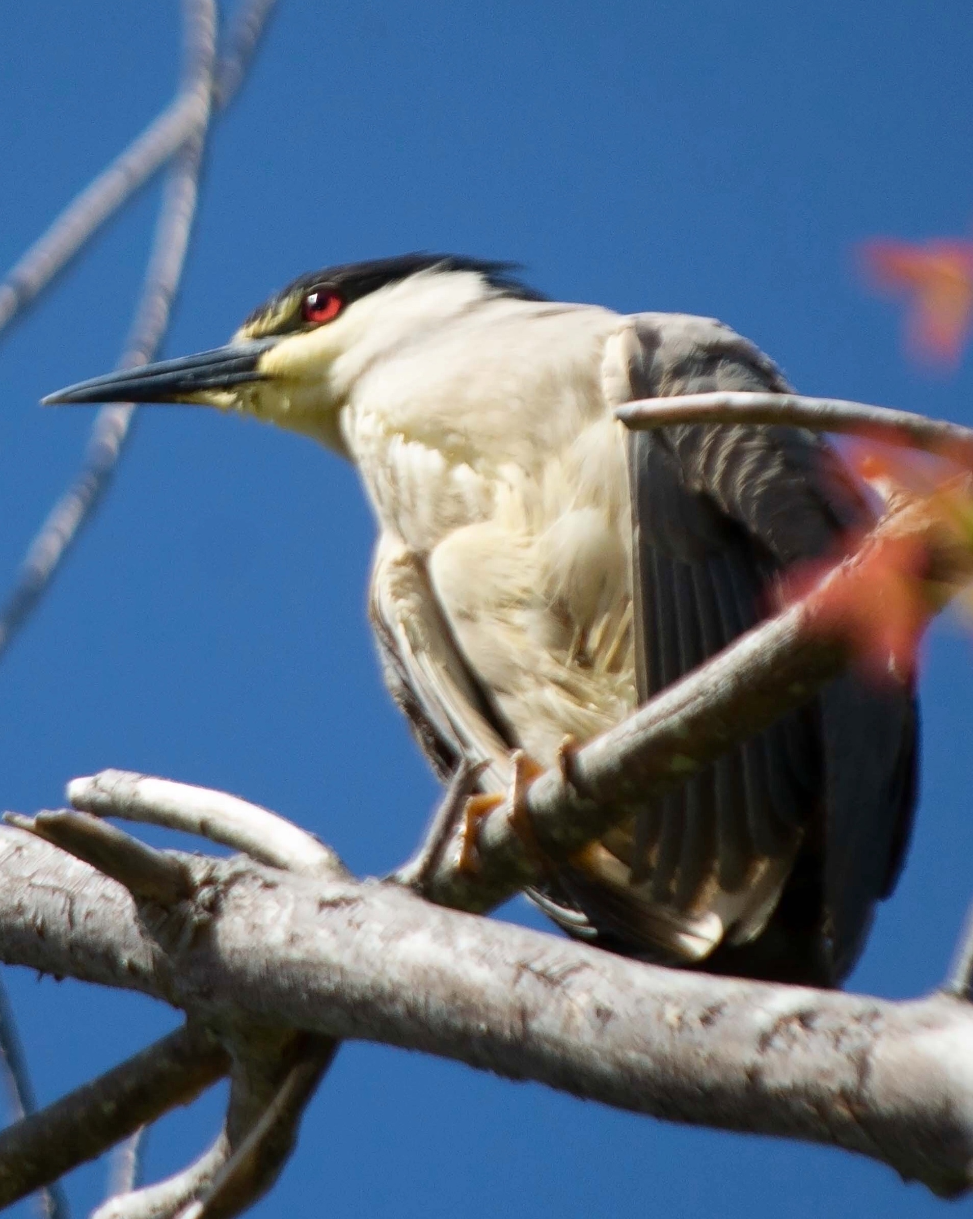 Image 5-22-20 at 11.55 AM