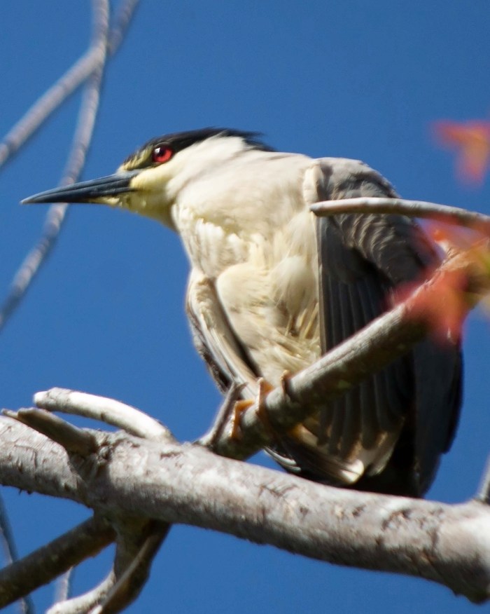 Image 5-22-20 at 11.55 AM