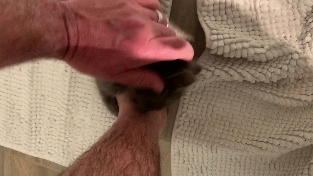 img_7843-animation_original