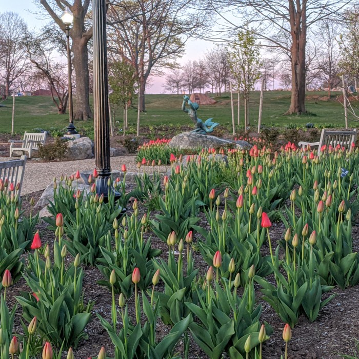 TRITON by Walker Hancock,Betty Smith Gardens,Ann Gilardi Johnson design &amp; Generous Gardener volunt,Stacy Blvd, May 2020,Gloucester Ma.©c ryan (1)