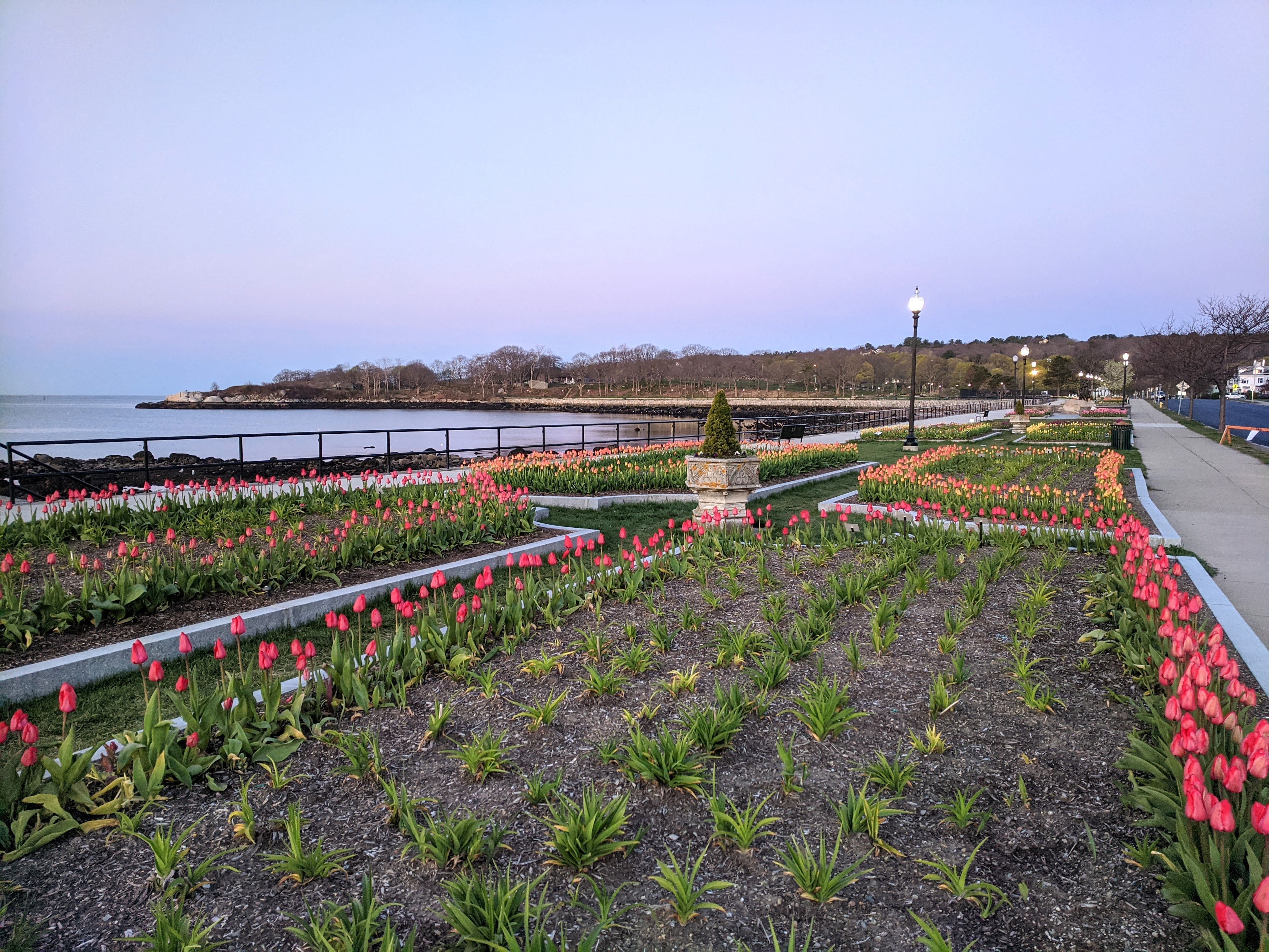 tulips in spring sunrise on Stacy Boulevard_5 May 2020 _Gloucester Ma., covid-19 © c ryan (2)