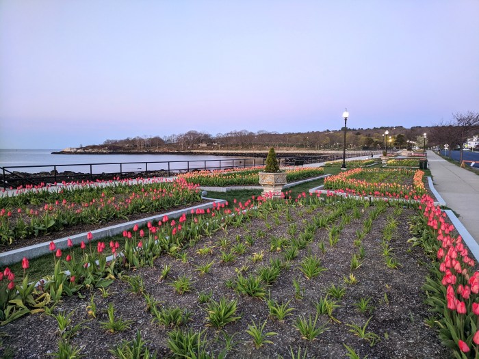 tulips in spring sunrise on Stacy Boulevard_5 May 2020 _Gloucester Ma., covid-19 © c ryan (2)